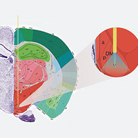 Broad Applicability Across Brain Regions