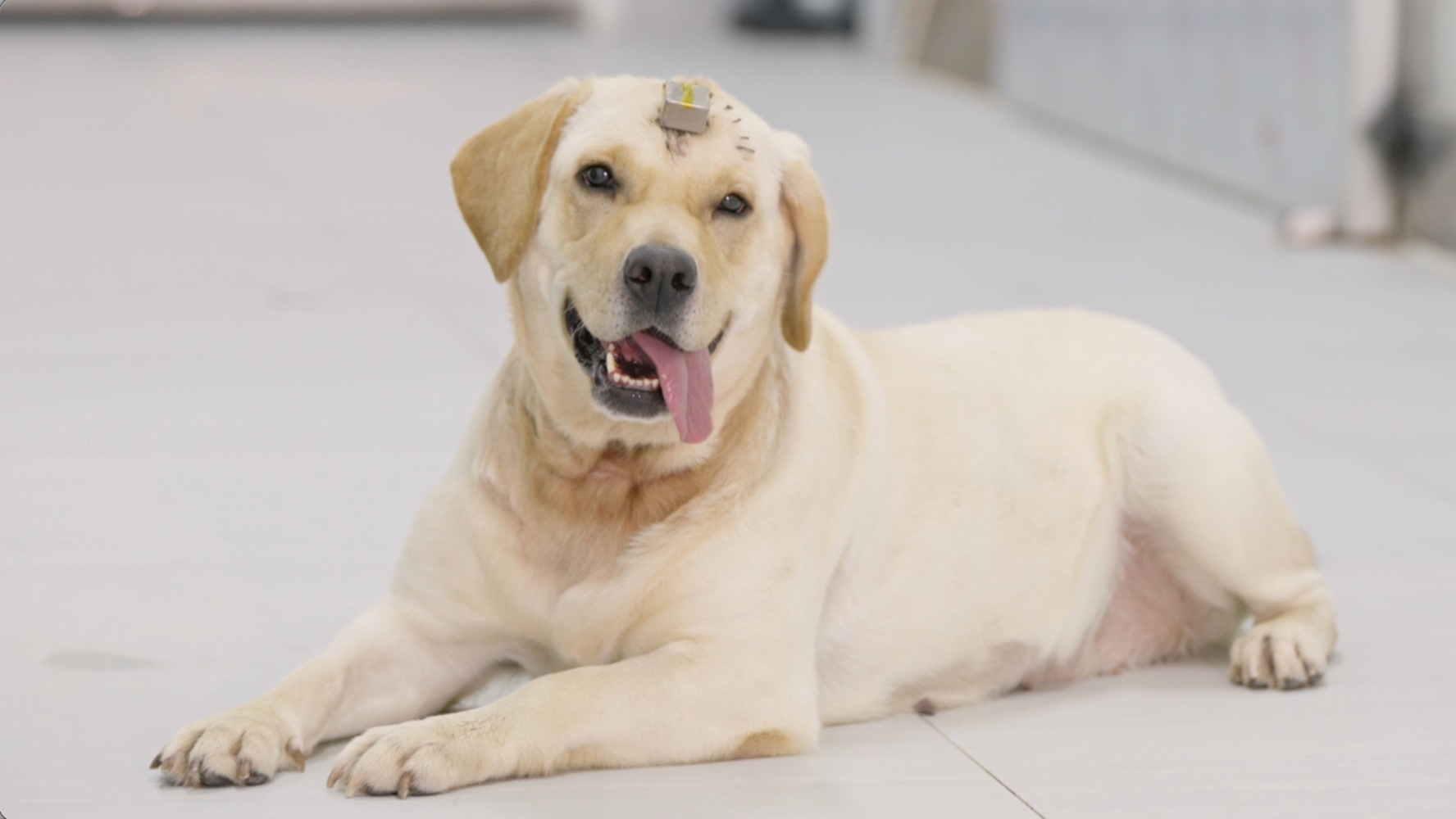 Completed primate and canine animal trials